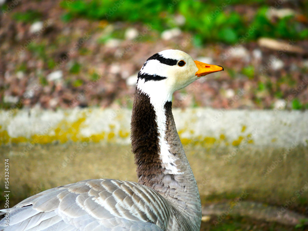 Obraz premium Oiseau