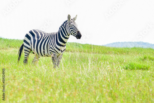 Zebra grazing at the Borana Ranch fields