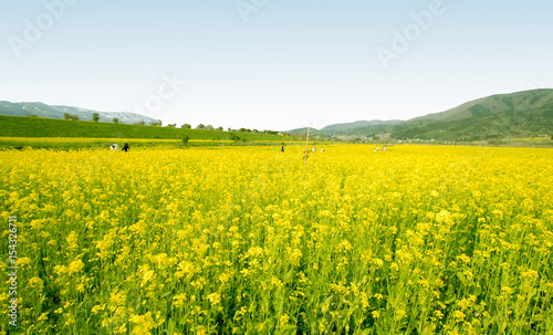 Yellow flowers blossoming in spring time  Japan  Nagano  Japan. Yellow flowers blossoming in spring time and natural background  always know Nanohana flower in Japan  Nagano Japan.