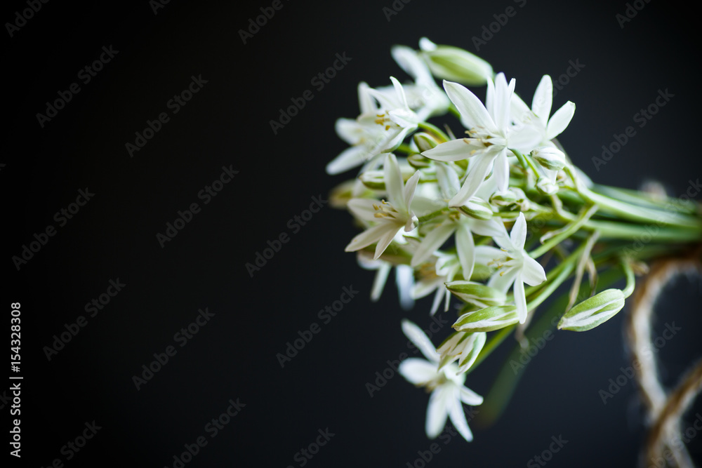 Ornithogalum umbellatum .Beautiful white flowers. Ornithogalum umbellatum .Beautiful white flowers.