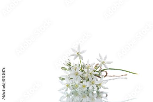 Ornithogalum umbellatum .Beautiful white flowers.