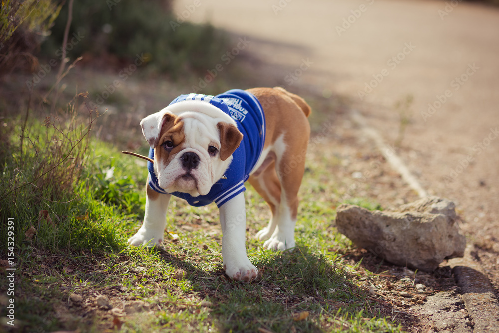 English puppy Bulldog Dog at the forest summer time