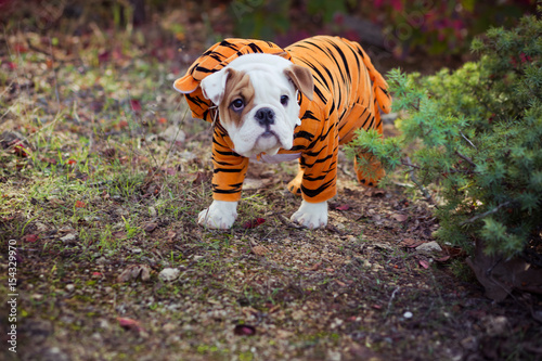 English puppy Bulldog Dog at the forest summer time