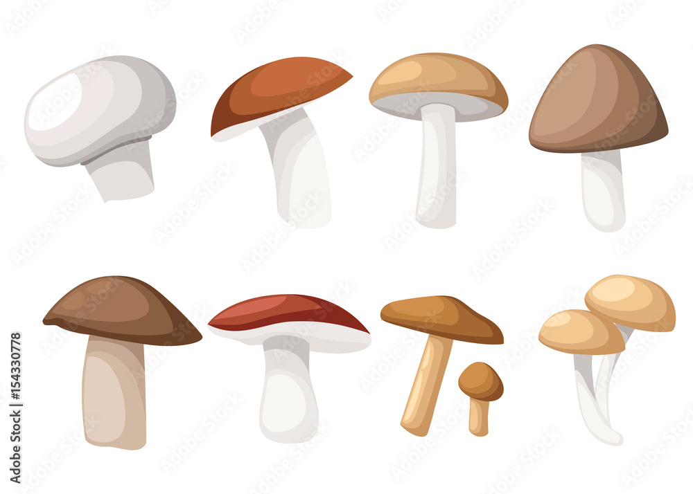 Mushroom vector illustration of various fungi boletus hampignon Leccinum Chanterelle Oyster.