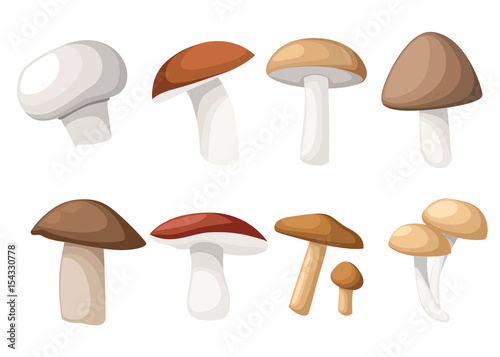Mushroom vector illustration of various fungi boletus hampignon Leccinum Chanterelle Oyster.