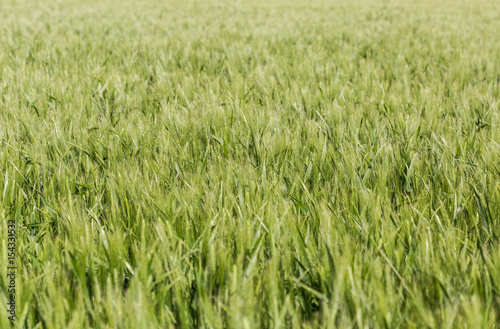 The wheat beginning to ear  a pattern of a green field