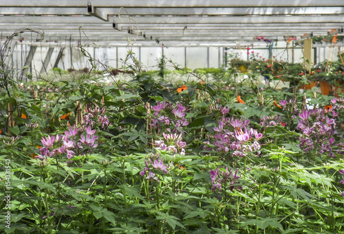 inside greenhouse scenery