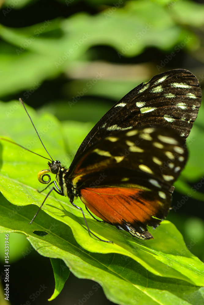 Exotischer Schmetterling Exotischer Schmetterling