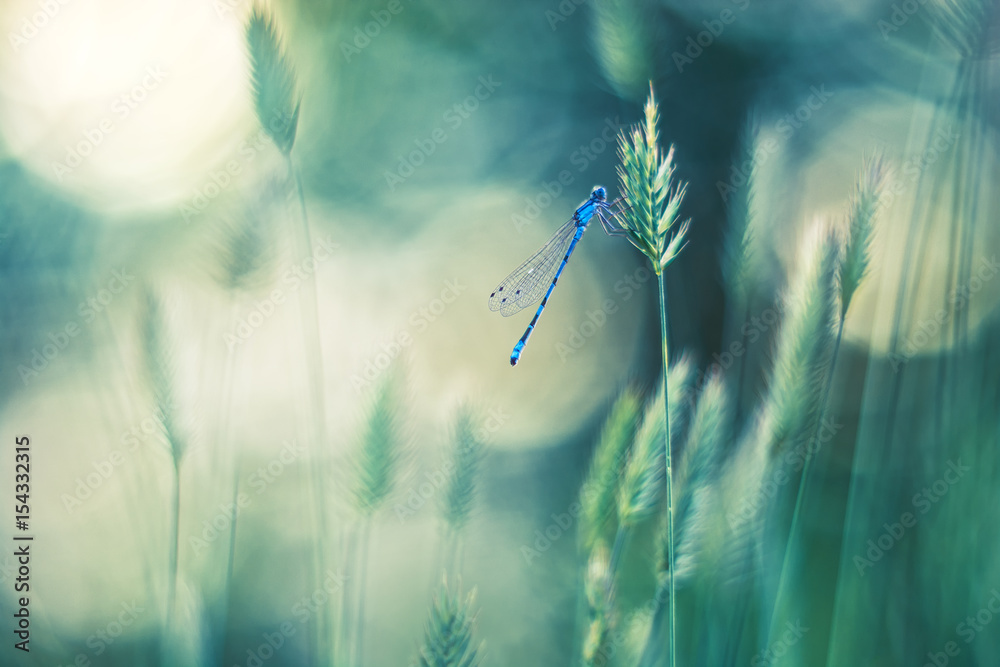 Blue dragonfly on the grass. Beautiful background with bokeh . - obrazy, fototapety, plakaty 