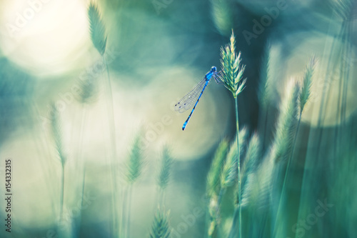 Blue dragonfly on the grass. Beautiful background with bokeh .