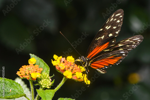 Exotischer Schmetterling © nounours1