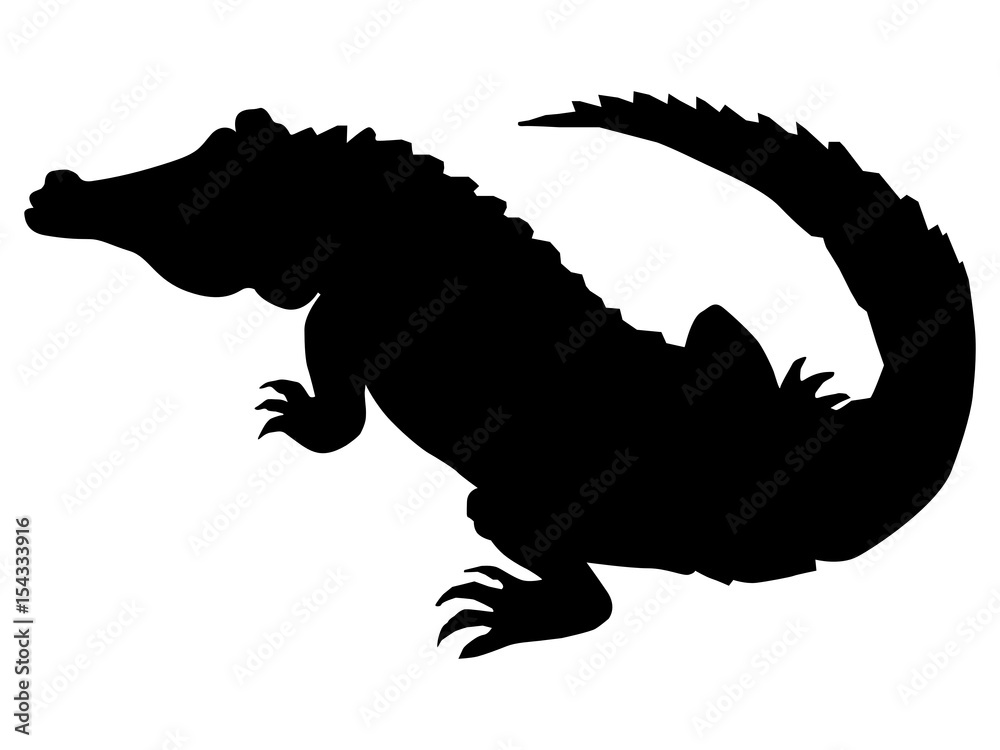 Fototapeta premium crocodile