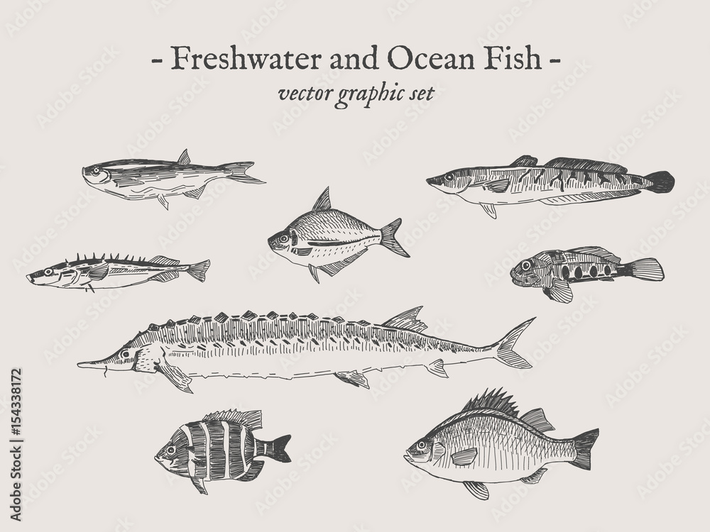 Fototapeta premium Freshwater and Ocean fish vintage vector illustration drawings set