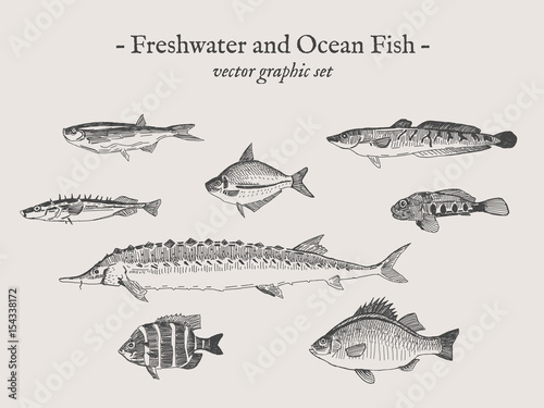 Freshwater and Ocean fish vintage vector illustration drawings set