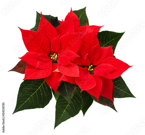 Closeup of red Christmas po...