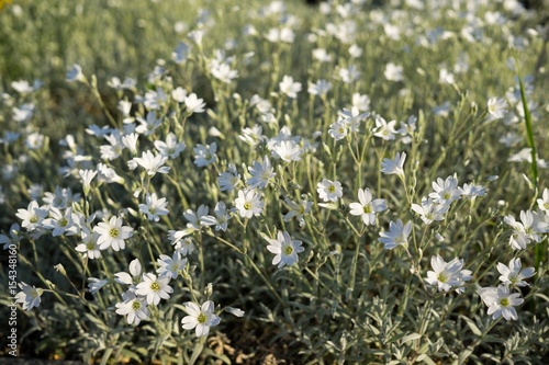 Gilliflower in the grass. Slovakia photo