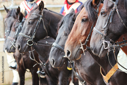 Several horse Equus caballus on a performance at City Day Gatchina Leningrad Region, Russia photo