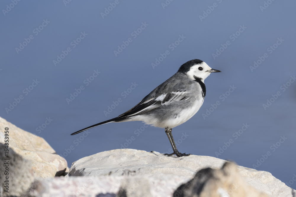 Lavandera Blanca (motacilla alba) posada en unas piedras con fondo azul Lavandera Blanca (motacilla alba) posada en unas piedras con fondo azul