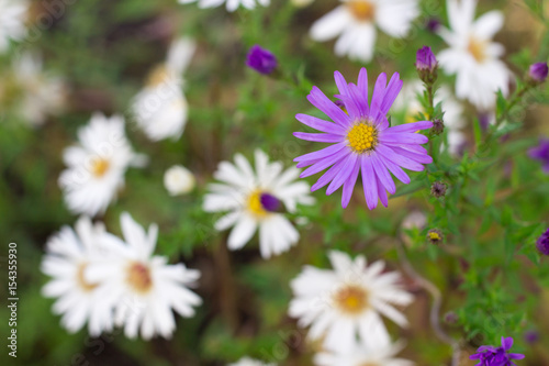 Floral background of white and purple chamomile flowers