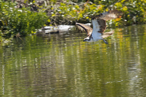 Osprey flying low over the water in central Florida.
