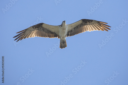 Osprey flying in a clear blue sky in central Florida.
