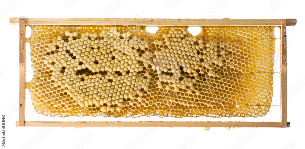 bee frame - bee combs young bees - drones bee frame - bee combs young bees - drones