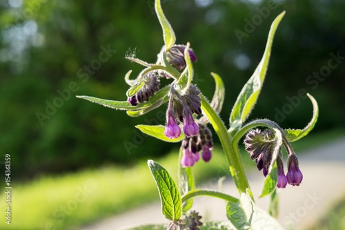 Purple flower. Slovakia photo