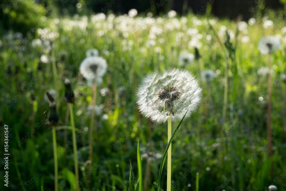 Dandelion in the grass during sunrise. Slovakia