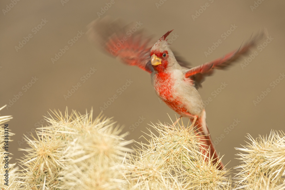 Pyrrhuloxia flight StockFoto Adobe Stock