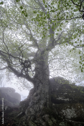 Big tree in the fog