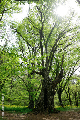 Large tall old tree in a spring forest