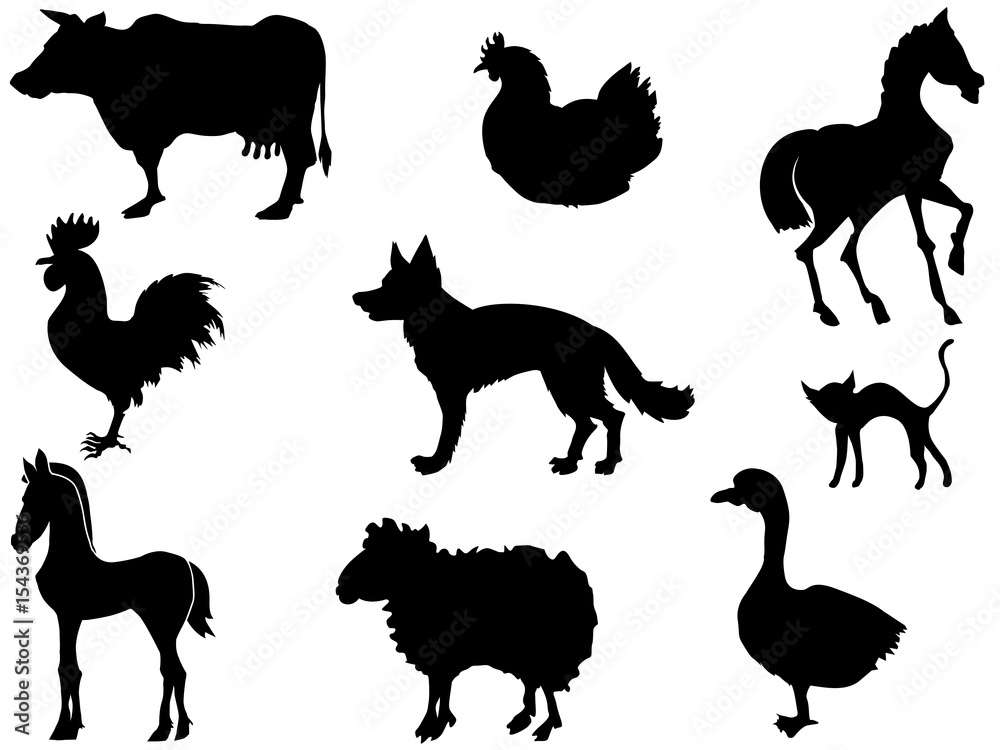 domestic animals domestic animals