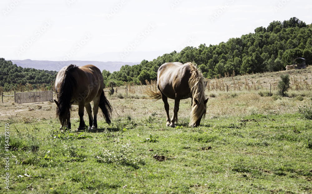 Horses in the field Horses in the field