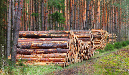 Pine logs in the forest. Firewood as a renewable energy source.