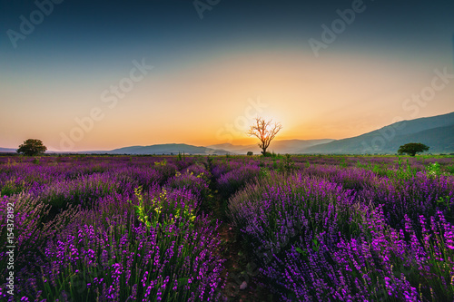  Lavender field at sunset