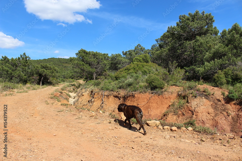 Obraz premium chien cane corso dans la pinède