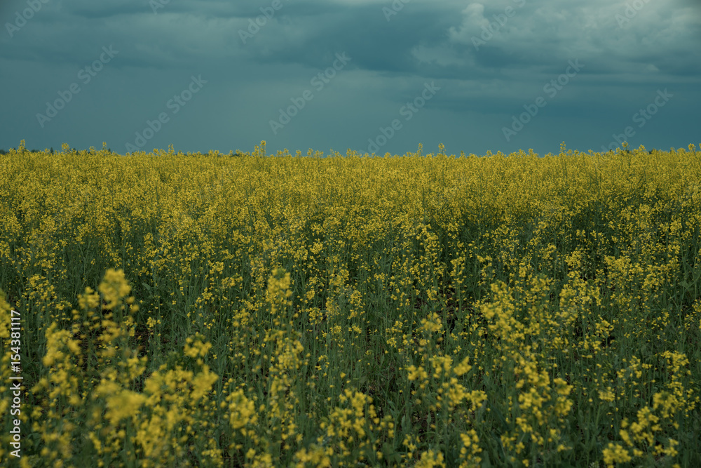 landscape, yellow field and cloudy blue dramatic sky