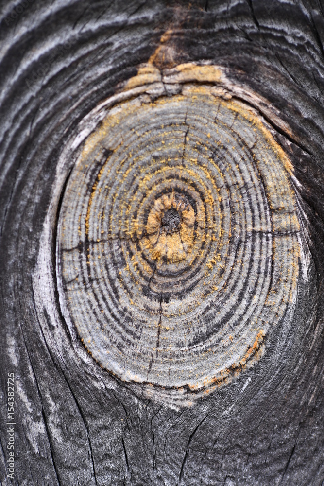 Fototapeta premium Wood