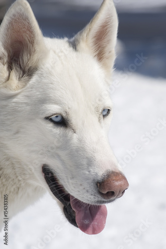 White Siberian Husky Sled Dog