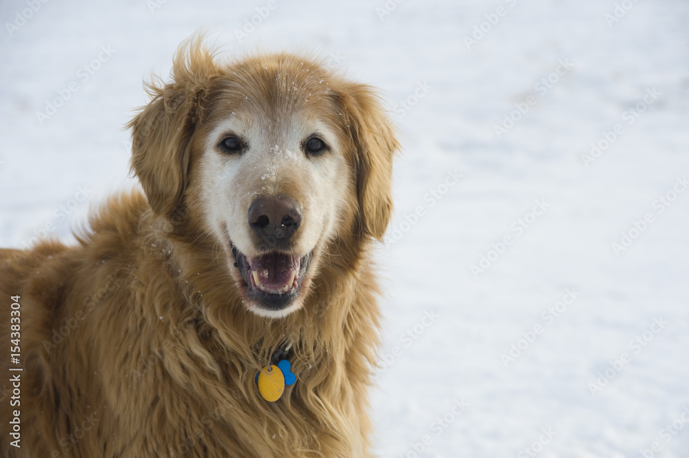 Happy Mature Golden Retriever in Snow