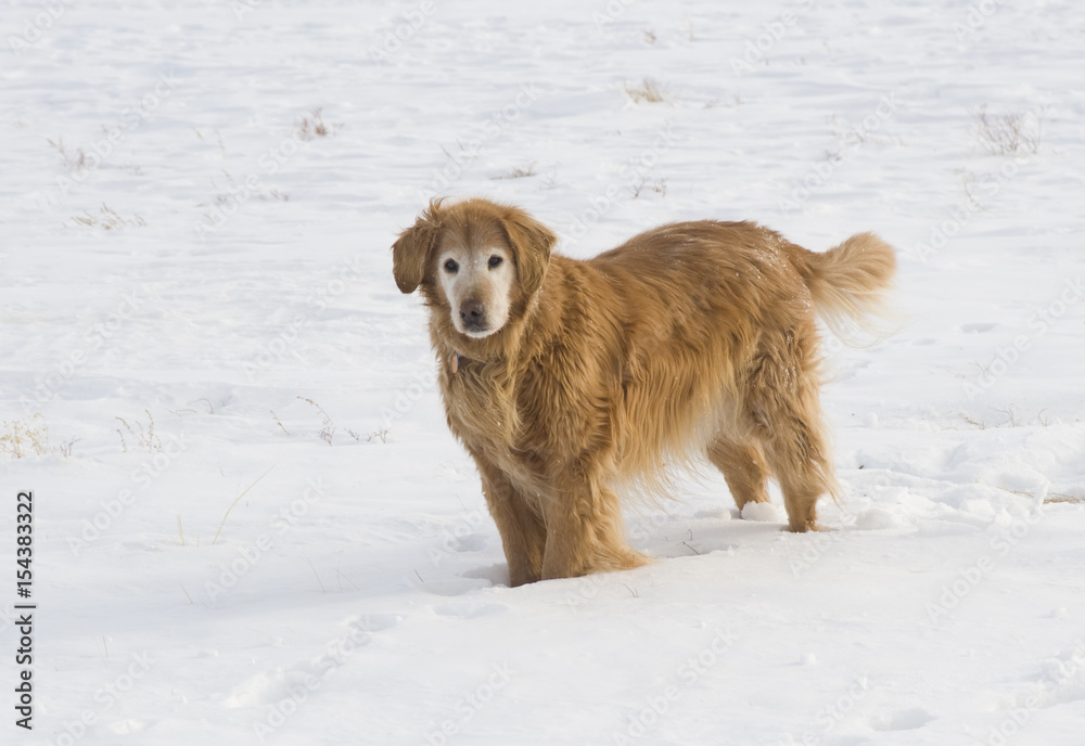 Happy Mature Golden Retriever in Snow Happy Mature Golden Retriever in Snow