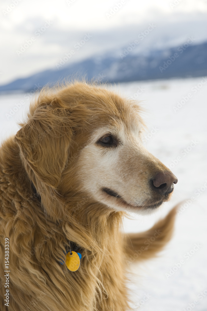 Obraz premium Profile of Mature Golden Retriever in Snow