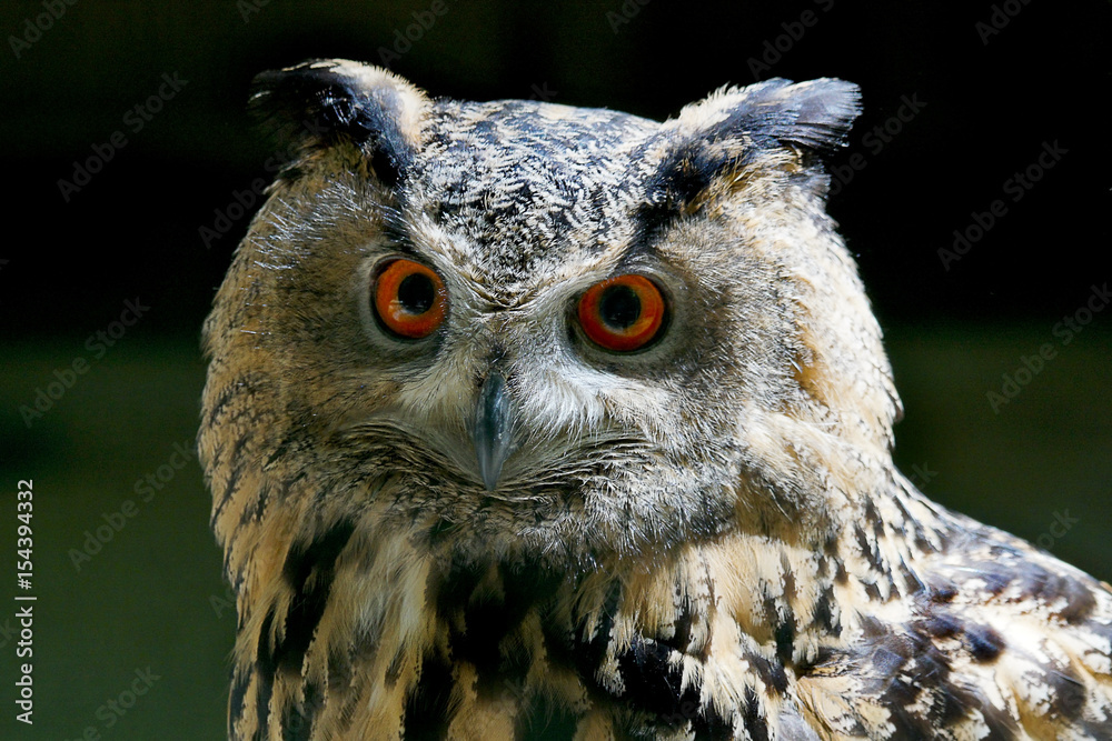 Fototapeta premium Uhu