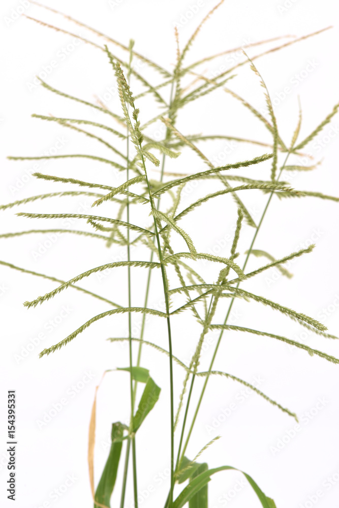 Goose grass, Fowe foot grass, Wire grass, Yard grass, weed Goose grass, Fowe foot grass, Wire grass, Yard grass, weed
