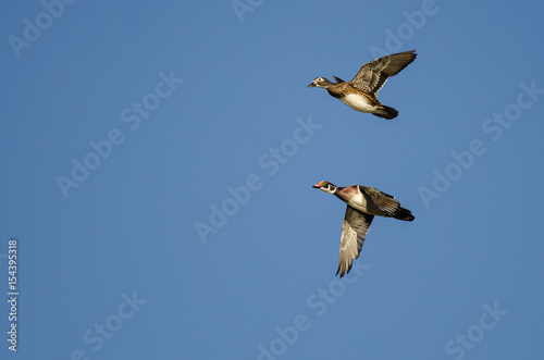 Pair of Wood Ducks Flying in a Blue Sky