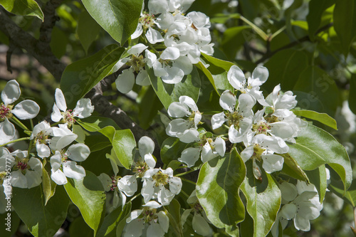 the close-up shot of apple flowers on a flowering tree photo