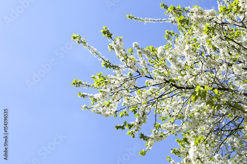 Malus domestica. Apple Tree blossom against blue cloudy sky