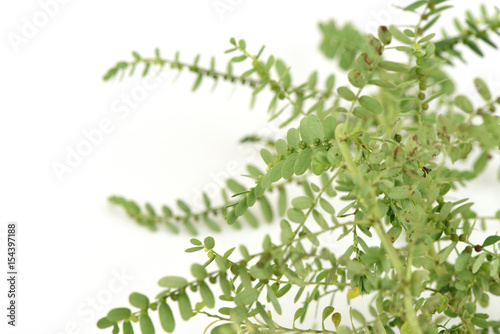Seed-under-leaf (Phyllanthus amarus Schumach. & Thonn.) Weeds have medicinal properties.