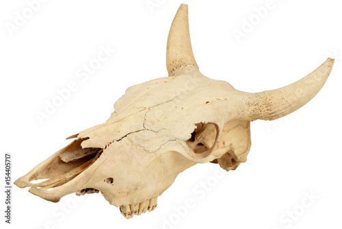 Cow skull.