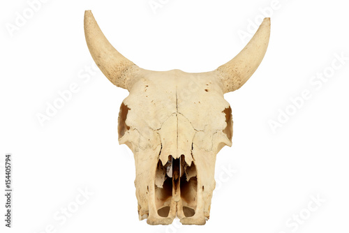 Cow skull © wasanajai